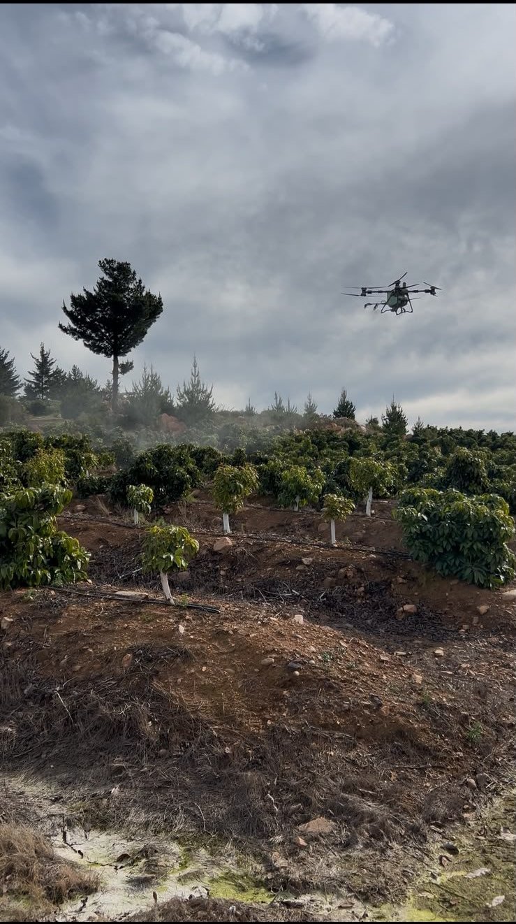 Drone de AirDrone Solutions volando sobre un huerto de paltos